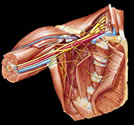 Winging Scapula ^ Entrapment of the suprascapular nerve results in a diffuse, deep, aching pain in the posterior and lateral aspects of the shoulder and the arm.